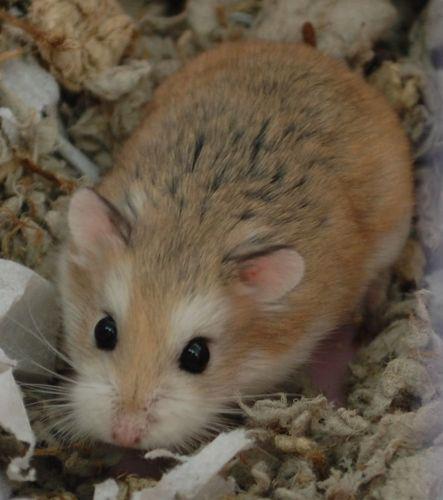 roborovski hamster for sale