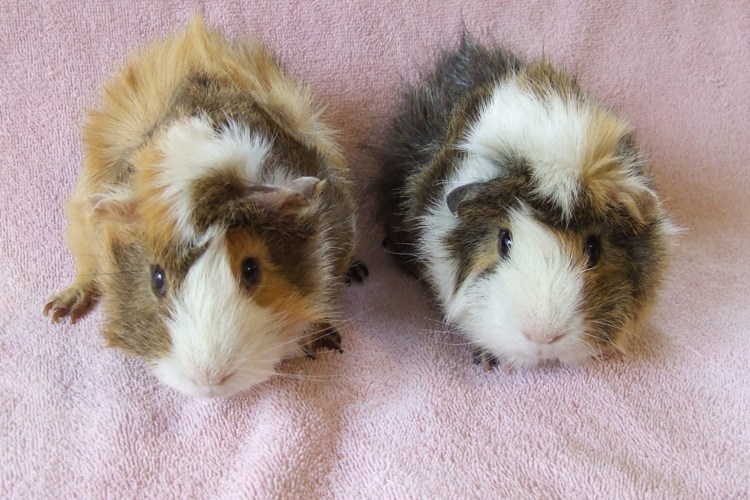 guinea pig adoption center