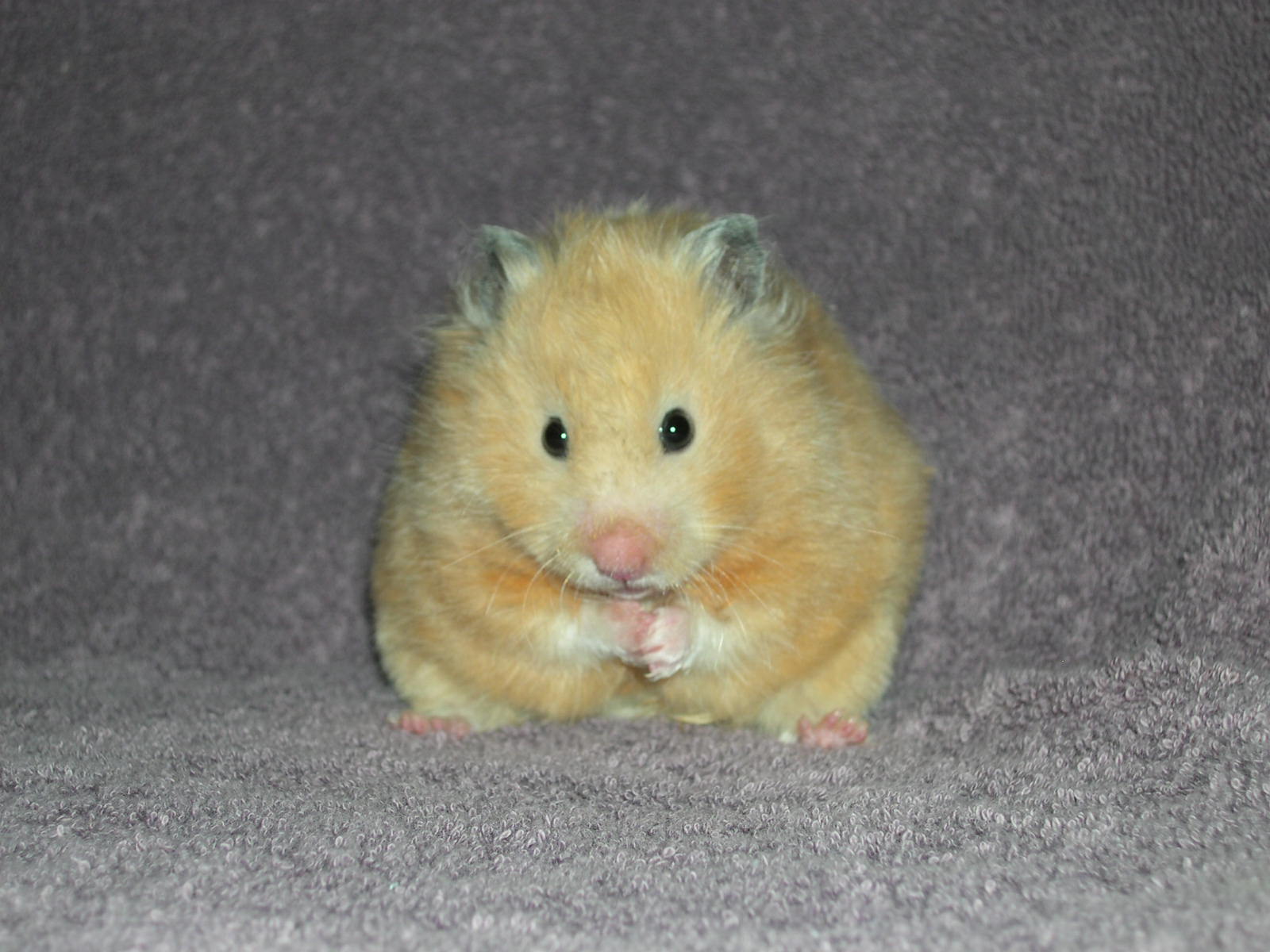 Mount Pleasant Veterinary Centre - East - Golden/Syrian Hamster Size:  13-18cm Lifespan 2-3 years (up to 5 in rare cases) Other variants:  Longhaired (Teddy) The largest breed of pet hamster, they used