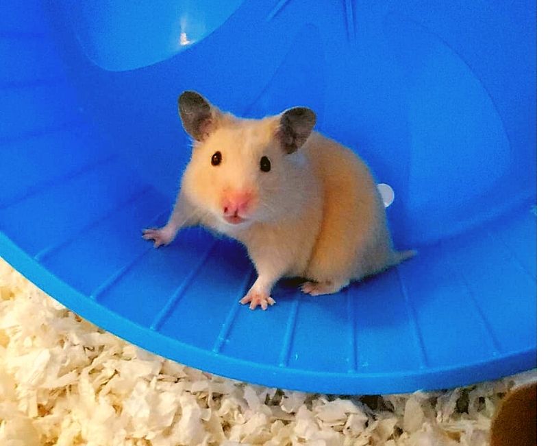 All About Syrian Hamsters - Petopedia