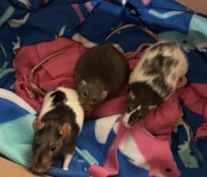 Young rats saved by Small Angels Rescue, Inc.
