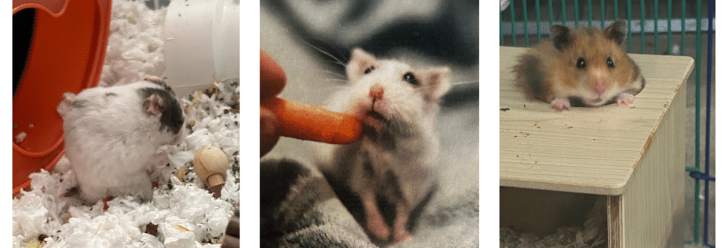 SARI hamster rescues