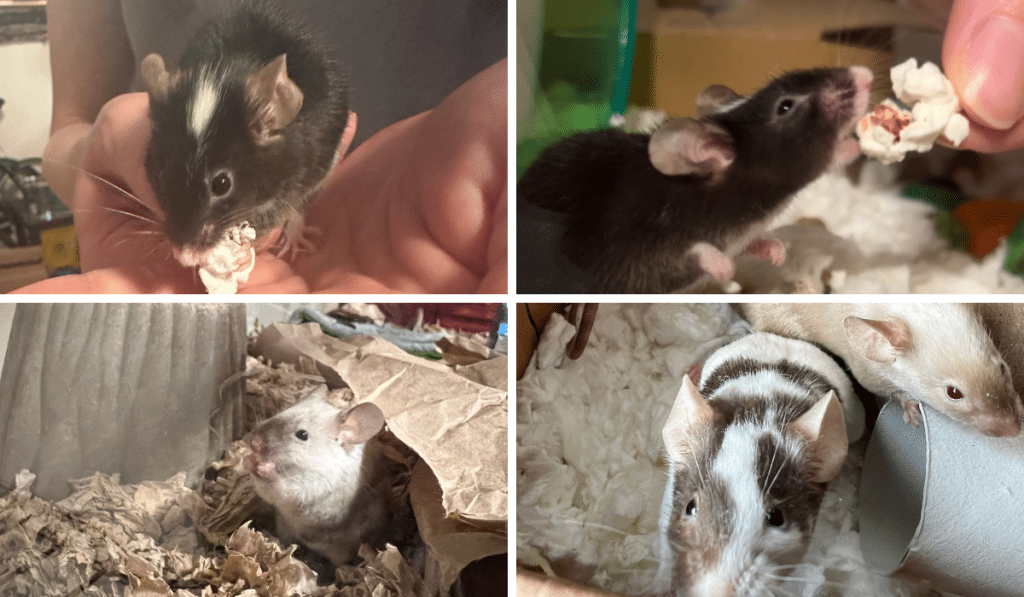SARI mouse rescues