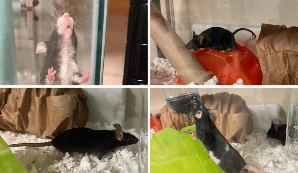 More SARI mouse rescues