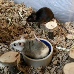 Button Fancy Rat and Truffle African Soft Furred Rat
